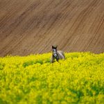 Firmy parają się produkcją maszyn posiadają w ofercie typowe warianty
